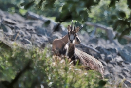 <p>KAMZÍK HORSKÝ (Rupicapra rupicapra) Lužické hory, Studenec ---- /Chamois - Gämse/</p>